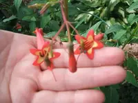 2012_0722garten120007.webp