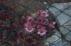 Blüte.webp