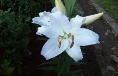 Lilie 2.webp