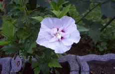 Hibiscus.webp
