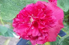 Stockrose.webp