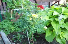 Rosenstamm.webp