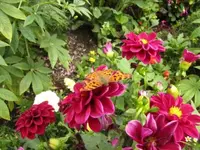 111.webp