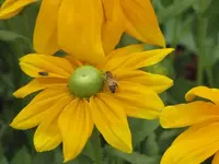 114.webp