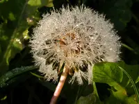 DSCN0500.webp