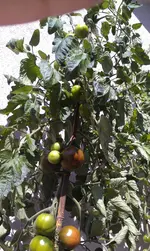 IMAG0282.webp