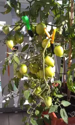 IMAG0284.webp