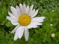 Margerittev.webp