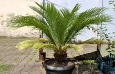 _DSC0141.webp