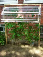 Tomaten 22.07.12.webp