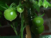 Cocktailtomate 22.07.12-1.webp
