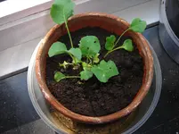 Broccoli 22.07.12-1.webp