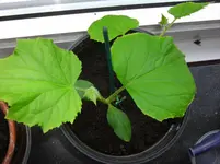 Gurke 22.07.12-1.webp