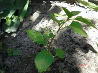 CIMG1161.webp