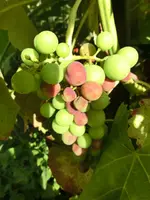 CIMG0812.webp