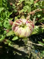 CIMG0822.webp