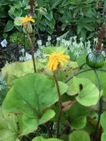 CIMG0823.webp