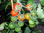 12.07.22-Tomaten-purple-tomato-ebay-hongkong.jpg