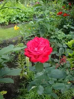 DSC08929.webp