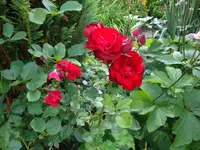 DSC08904.webp