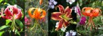 Vita Lilium mid till end of July 2012.jpg