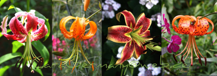 Vita Lilium mid till end of July 2012.webp