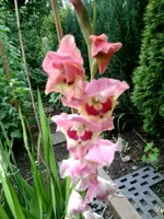 Foto0422.webp