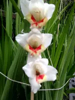 Foto0423.webp