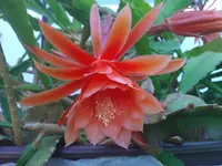 WP_000133.webp