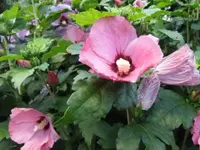 011.webp