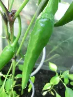 CIMG0835.webp