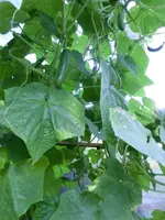 CIMG0836.webp