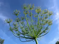 CIMG0839.webp