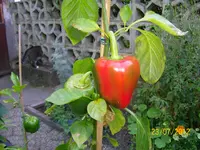 rot werden 100_1113 (Large).webp
