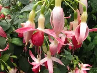 085.webp