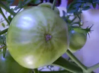 n 405.webp