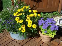 Blumen1.webp