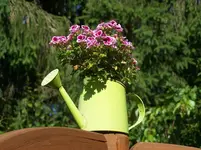 Blumen2.webp