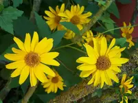 Blumen3.webp