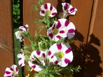 Blumen4.webp