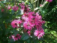 Blumen5.webp