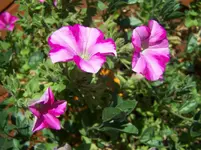 Blumen6.webp