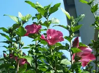 Hibiskus1.webp