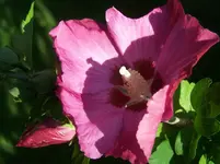 Hibiskus2.webp