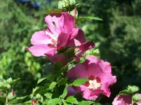Hibiskus3.webp