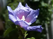 Hibiskus4.webp