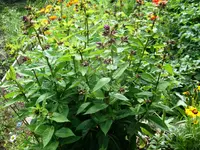 SN854149.webp