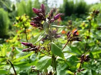 SN854150.webp