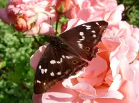 SN854147.webp