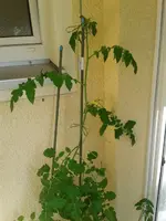 tomate.webp